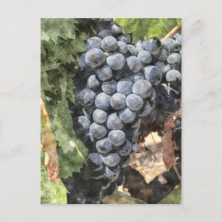 Cartão Postal Bando de Uvas
