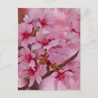 Cartão Postal Banhado nas flores de cerejeira japonesas