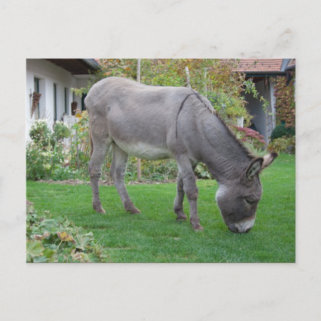 Cartão Postal Banheira Biológica Em Quatro Cascos (Frente)