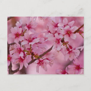 Cartão Postal Banho de cereja rosa japonês