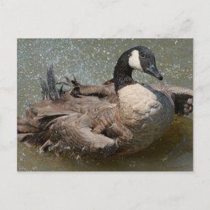 Cartão Postal Banho de ganso do Canadá no lago