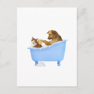 Cartão Postal Banho de Gato