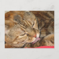 banho de gato