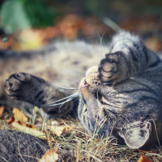 Cartão Postal Banho de sol de gato