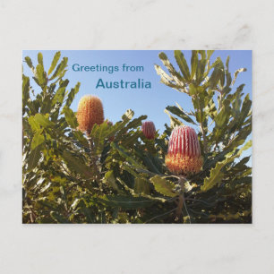 Cartão Postal Banskia floresce a Austrália Ocidental