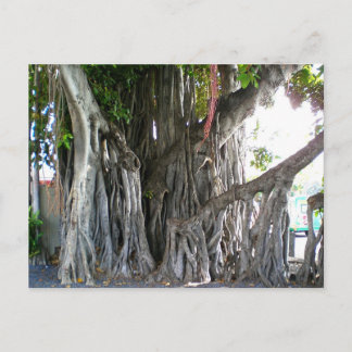 Cartão Postal Banyan Tree