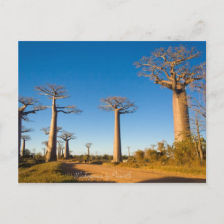 Cartão Postal Baobabs de Madagascar