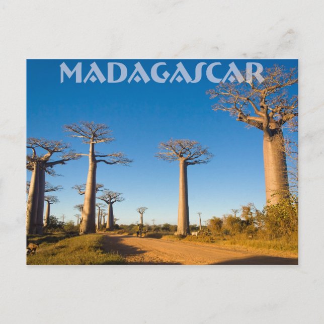 Cartão Postal Baobabs de Madagascar (Frente)