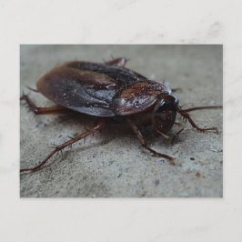Cartão Postal Barata Cucaracha Cockroach