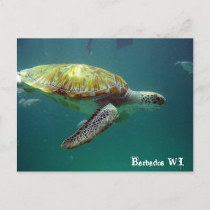Cartão Postal Barbados W.I.