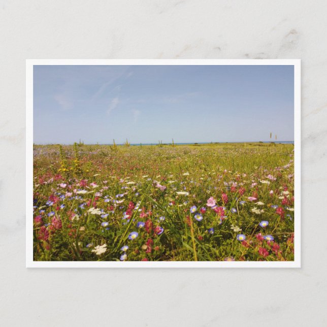 Cartão Postal Barbate, Andaluzia (Espanha) (Frente)