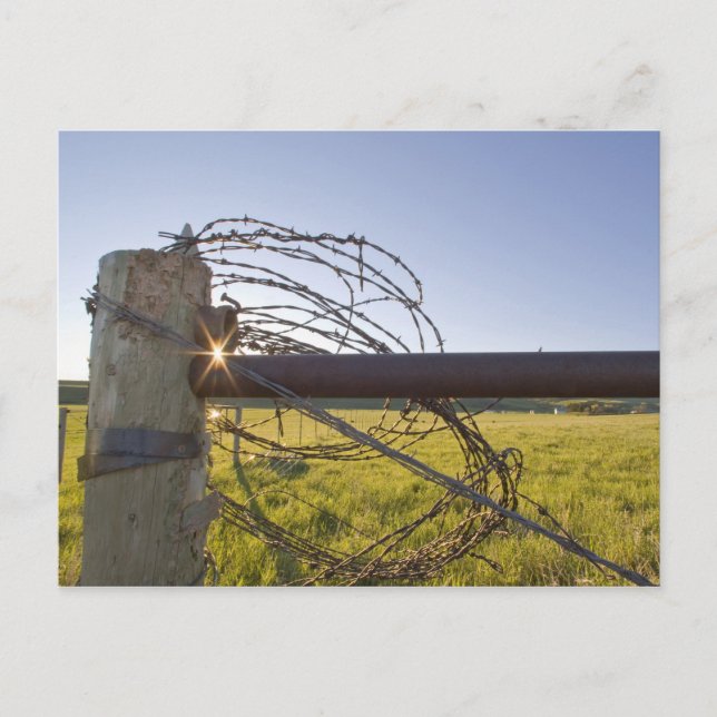 Cartão Postal Barbed wire rolled up on fencerow near (Frente)