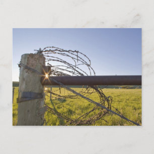 Cartão Postal Barbed wire rolled up on fencerow near