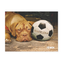 Barcelona's soccer fanatic dog