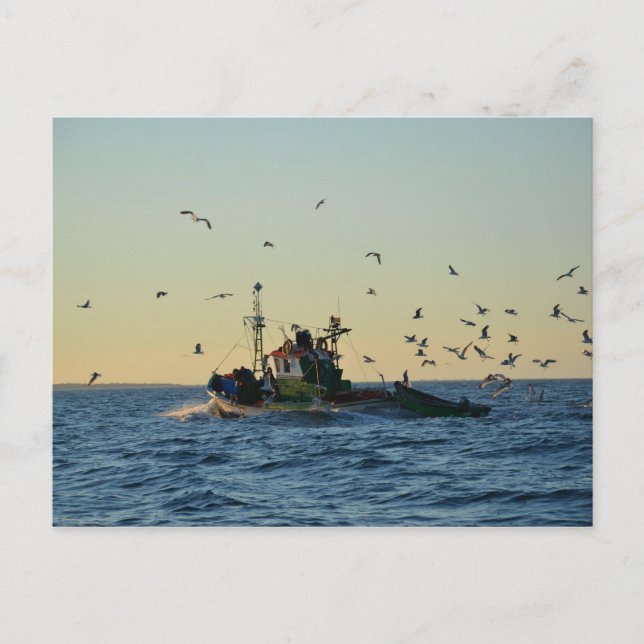 Cartão Postal Barco de pesca e bando de galos. (Frente)
