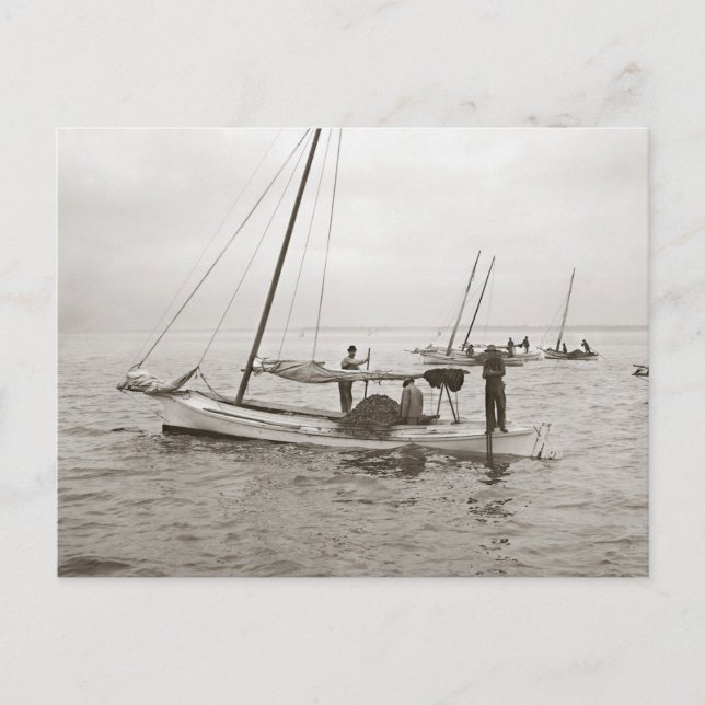 Cartão Postal Barcos de ostras, 1903 (Frente)