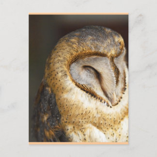 Cartão Postal BARN-coruja