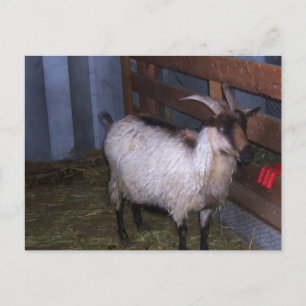 Cartão Postal Barn Goat 4