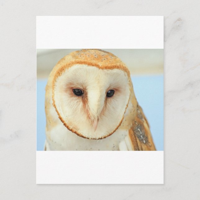 Cartão Postal Barn Owl (Frente)