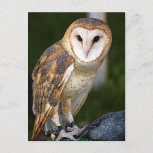 Cartão Postal Barn Owl (Frente)