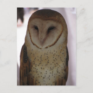 Cartão Postal Barn Owl