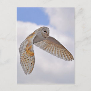 Cartão Postal Barn Owl