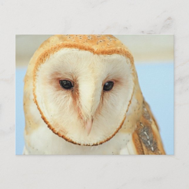 Cartão Postal Barn Owl (Frente)