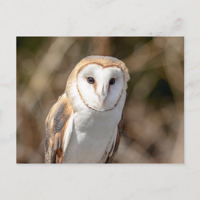 Cartão Postal Barn Owl (Frente)