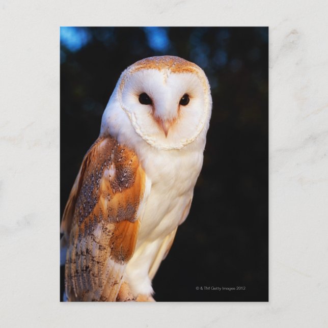 Cartão Postal Barn Owl 2 (Frente)
