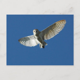 Cartão Postal Barn Owl no Voo do Dia