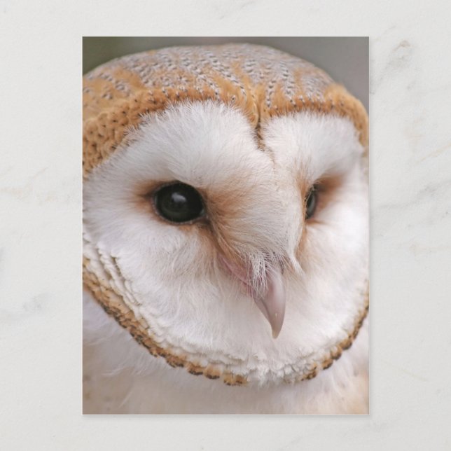 Cartão Postal Barn Owl Retrait (Frente)