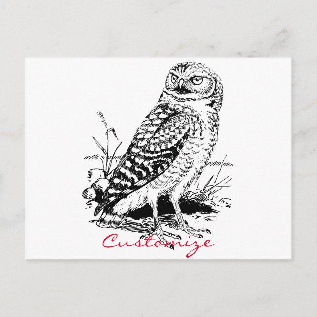 Cartão Postal Barn Owl Thunder_Cove (Frente)