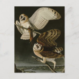 Cartão Postal Barn Owl (Tyto alba) Audubon's Birds of America