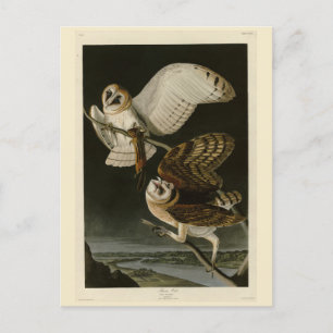 Cartão Postal Barn Owl (Tyto alba) Audubon's Birds of America