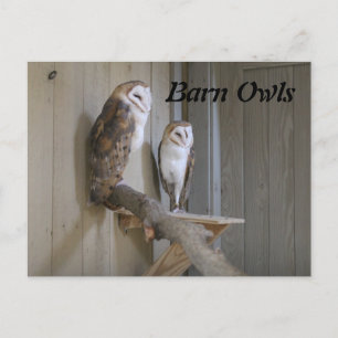 Cartão Postal Barn Owls