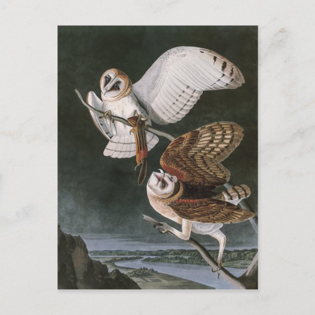 Cartão Postal Barn Owls, the Birds of America John James Audubon (Frente)