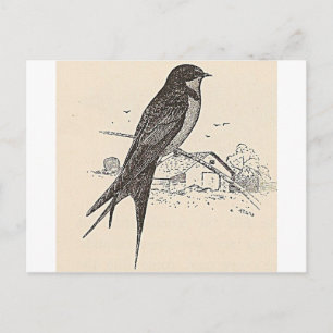 Cartão Postal Barn Swallow