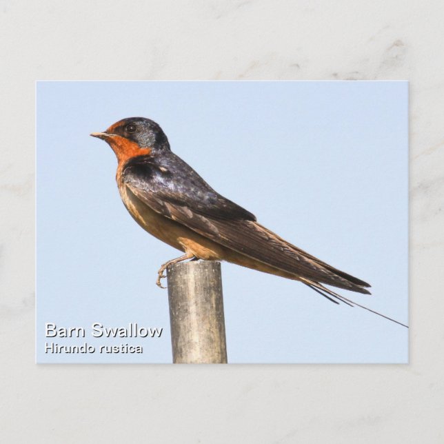 Cartão Postal Barn Swallow (Frente)
