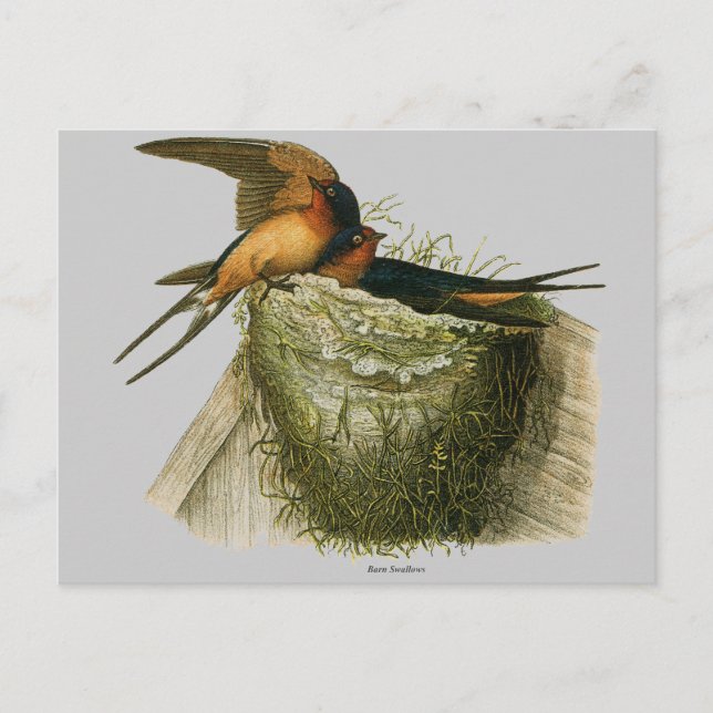 Cartão Postal Barn Swallow (Frente)