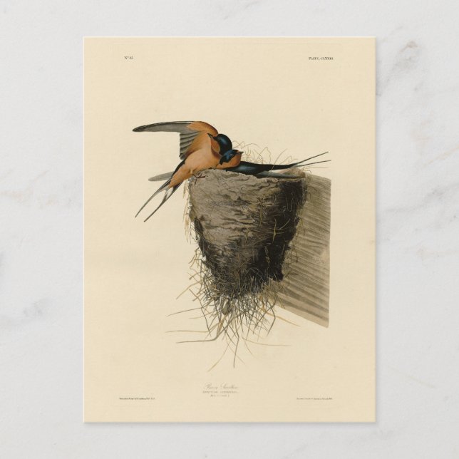 Cartão Postal Barn Swallow from Audubon's Birds of America (Frente)