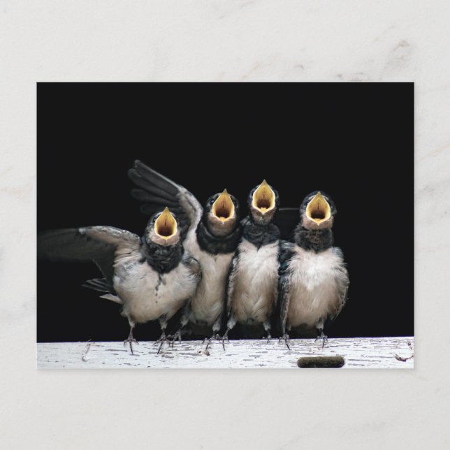 Cartão Postal Barn Swallow Singing (Frente)
