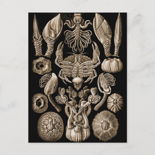 Cartão Postal Barnacle (Frente)