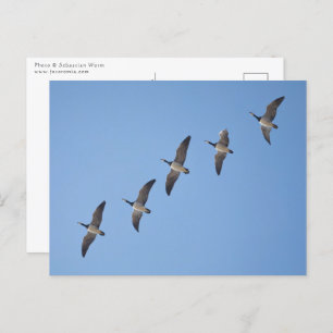 Cartão Postal Barnacle Geese