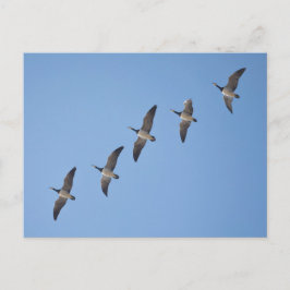 Cartão Postal Barnacle Geese