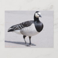Barnacle Goose