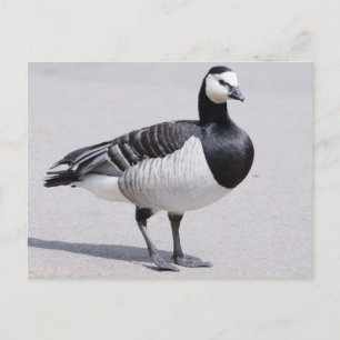Cartão Postal Barnacle Goose