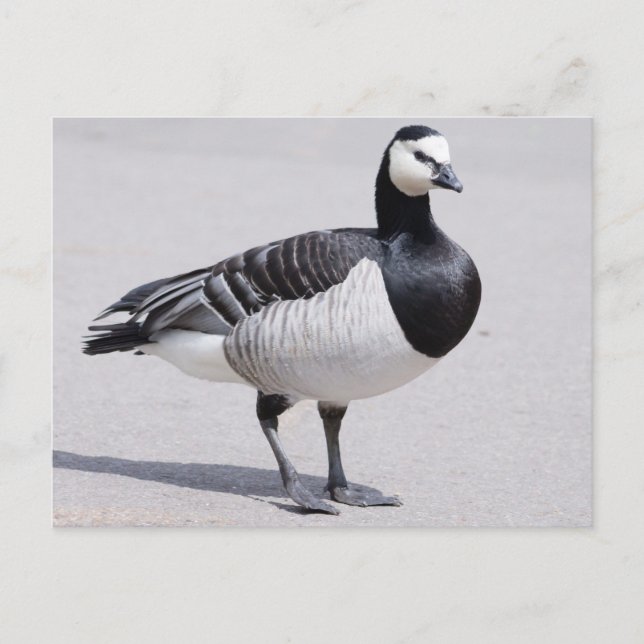 Cartão Postal Barnacle Goose (Frente)