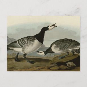 Cartão Postal Barnacle Goose