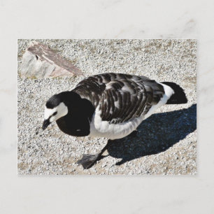 Cartão Postal Barnacle Goose Animal