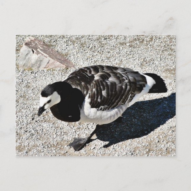 Cartão Postal Barnacle Goose Animal (Frente)